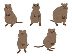 quokka  2 cute on white background, vector illustration. 