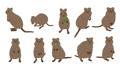 quokka  collection 1 cute on white background, vector illustration. 