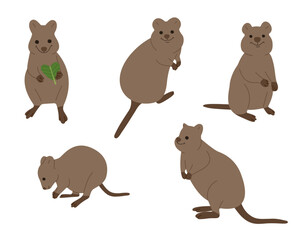 quokka 1 cute on white background, vector illustration. 