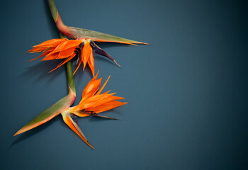 tropical exotic  flowers and leaves on blue background