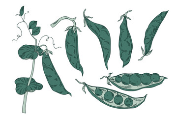 Graphic painted pea pods in green color, minimalistic line art of legumes - obrazy, fototapety, plakaty