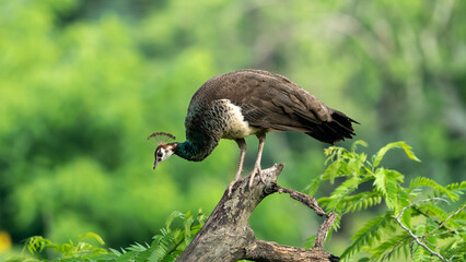 Close up of peahen in wild