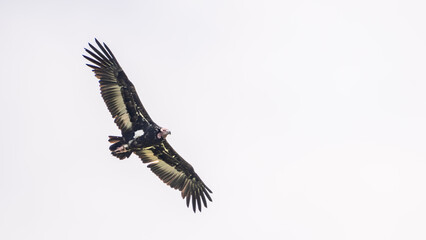 red-headed vulture in flight (Sarcogyps calvus)