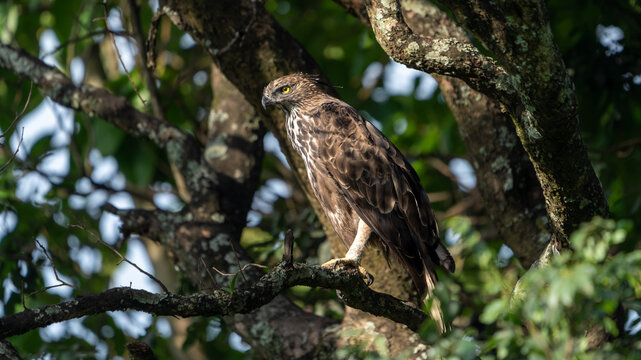 Changeable hawk-eagle (Nisaetus cirrhatus) or crested hawk-eagle