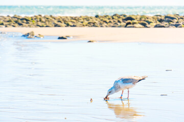 Seagull Looks for Food on the Beach after Low Tide