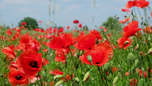 Slow motion. Field of wild poppies, beautiful summer rural landscape. Fresh green meadow with bright red flowers, sunny day.