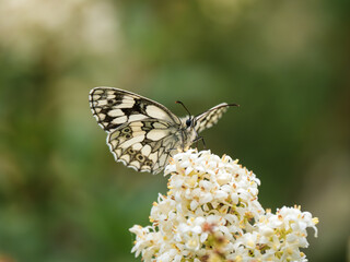 Marbled White Butterfly feeding on Wild Privet