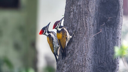 Naklejka premium black-rumped flameback (Dinopium benghalense)