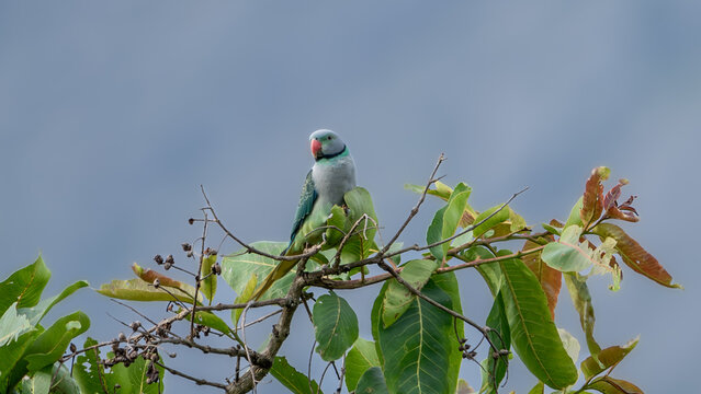 The blue-winged parakeet, also known as the Malabar parakeet (Psittacula columboides)