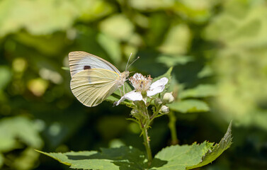 Great White Angel butterfly (Pieris brassicae) feeding on blackberry blossom
