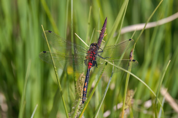 northern white-faced darter in a high moor a nature reserve  at a sunny summer day