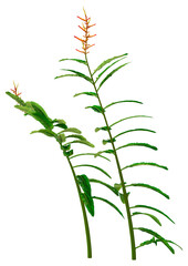 3D Rendering Heliconia longiflora on White