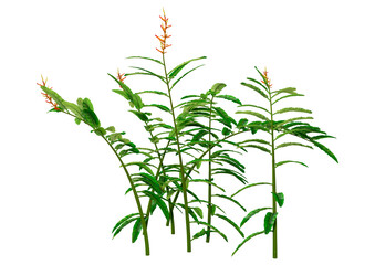 3D Rendering Heliconia longiflora on White