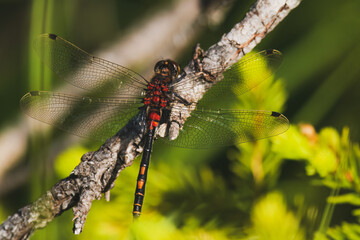 northern white-faced darter in a high moor a nature reserve  at a sunny summer day