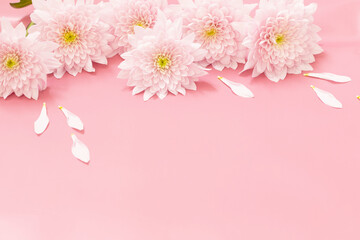 Fototapeta na wymiar pink chrysanthemums on pink background