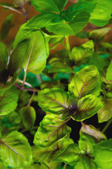 Fresh basil leaves top view. Home bush of delicious basil in a pot. Growing healthy greens at home