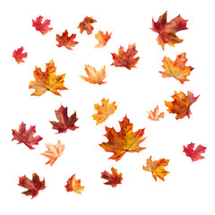 Naklejka na ściany i meble Falling autumn leaves. Transparent background. Generative AI.