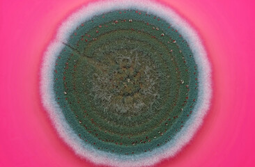 A colony of a common fungus seen at high magnification