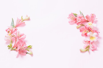 alstroemeria flowers on pink background