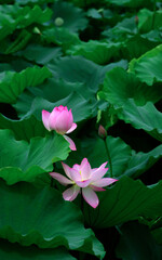 In the summer, the pink lotus is blooming on the green leaves blackground, just like a Chinese Decorative pictures.