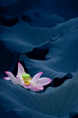 Summer, the pink  lotus  is blooming on blue blackground, just like a Chinese Decorative pictures.	