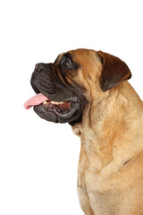 portrait of bullmastiff isolated on white background 