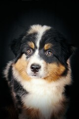 portrait of American shepherd miniature on black background 