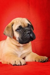 bullmastiff puppy on red background