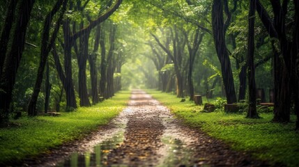 Obraz premium path in the forest