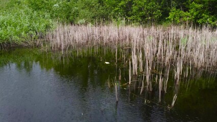 Flight over a small lake. The drone flies over a pond with dry water.