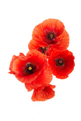 Wild red poppies isolated on white background. © vetre