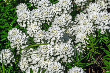 ornamental shrub blooming with large white flowers in the rays of the sun