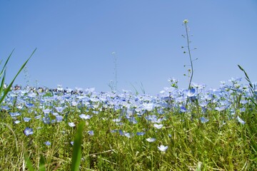 A field of nemophila from a plant's point of view