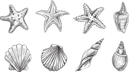 Seashells,  marine Starfish, scallop seashell vector set. Hand drawn sketch illustration. Collection of realistic sketches of various  ocean creatures  isolated on white background. © Mariia Mazaeva