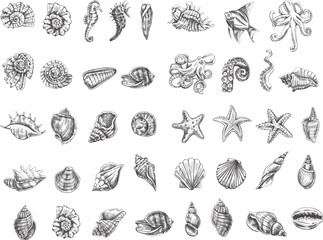 Seashells, octopus, fish, starfish, seahorses, ammonite vector set. Hand drawn sketch illustration. Collection of realistic sketches of various  ocean creatures isolated on white background. © Mariia Mazaeva