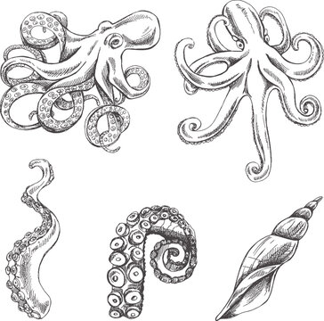 Octopuses, octopus tentacles, seashell vector set. Hand drawn sketch illustration. Collection of realistic ocean creatures  isolated on white background.