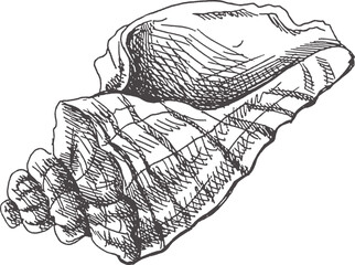 Hand drawn sketch of seashell, clam, conch. Scallop sea shell, sketch style vector illustration isolated on white background..