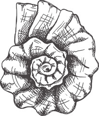 Hand drawn sketch of  prehistoric ammonite, seashell. Sketch style vector illustration isolated on white background.. © Mariia Mazaeva