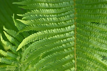 Texture of fern leaves close-up, soft green fern leaf close-up illuminated by the rays of the sun, the surface of the fern leaf, sustainable development, The texture of fern leaves is characterized