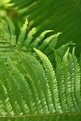 Texture of fern leaves close-up, soft green fern leaf close-up illuminated by the rays of the sun, the surface of the fern leaf, sustainable development, The texture of fern leaves is characterized