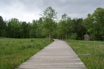 A wooden boardwalk into the green forest