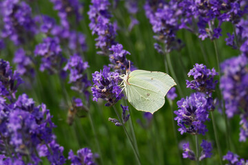 Common brimstone butterfly (Gonepteryx rhamni) sitting on lavender in Zurich, Switzerland