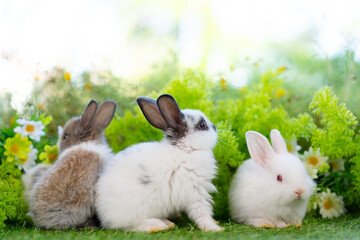 adorable baby white rabbit with brown eyes sitting on green grass in home garden with natural blurred background, young fluffy Easter bunny little pet playing at daisy lawn park on spring summer day