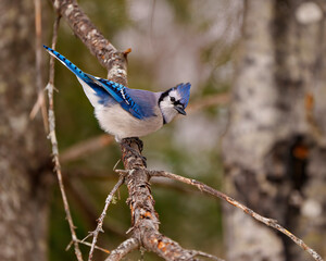 Blue Jay Photo and Image.  Close-up side view perched on a tree branch with a forest blur background in its environment and habitat surrounding displaying blue feather plumage. Jay Picture.