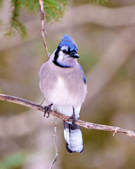 Blue Jay Photo and Image.  Front view perched on a tree branch with a forest blur background in its environment and habitat surrounding displaying blue feather plumage. Jay Portrait.