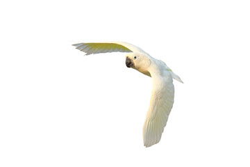 Beautiful of Cockatoo parrot flying isolated on transparent background png file	