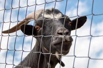 Goat black and with white spots looking through the bars where it is locked up.