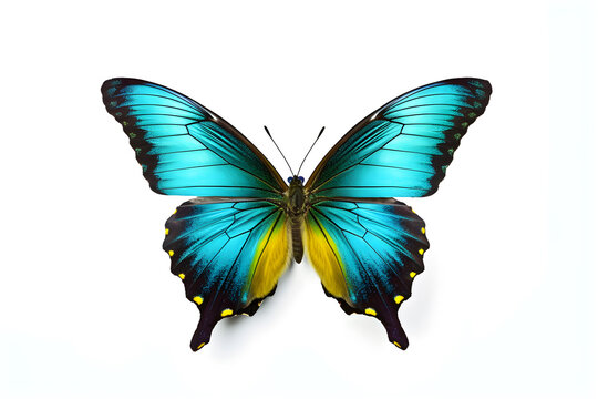 beautiful blue yellow butterfly in flight isolated on wite background.