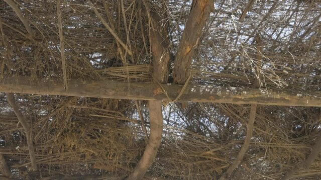 This video shows the roof of a manmade, Native American straw hut dwelling.