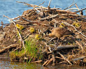 Canada Goose and Gosling Photo and Image.  On nest with newly hatched goslings.  Goose Photo and Image. ©  Aline